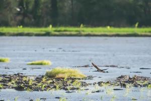 Swallows are flying in the fields. photo