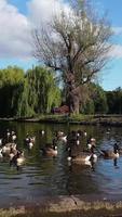 Vertical Portrait Footage of Geese and Seagull are at the Edge of Lake Water at a Local Public Park video