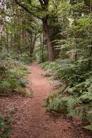 Trail in a beautiful forest, among trees and ferns, on a summer day. Tourism and active lifestyle. photo