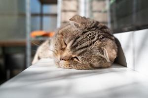 Cat, Scottish Fold, is in a depressed mood, she lies on the windowsill with half-open eyes and is sad. Pet health concept. photo