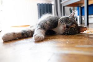 Cat overheated on the street on a hot summer day and lay down on the parquet in the house, with a strange expression on its muzzle. photo