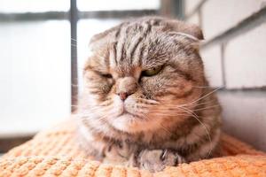 Angry, disgruntled cat, Scottish Fold looks at the camera with its yellow eye, lying on a pillow, against a brick wall. Pet lifestyle. photo