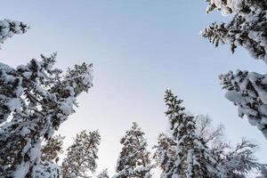 Beautiful pine trees, covered with snow, against the blue sky, on a sunny winter day. Copy space. Bottom view. photo