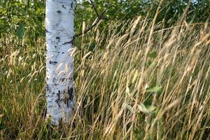 Beautiful birch trunk with white bark in the grass, against the background of green foliage, on a summer sunny day.