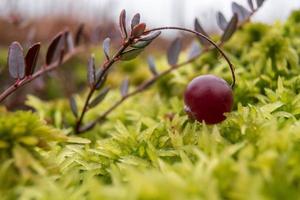 Ripe red cranberry on a bush in the moss in a swamp. Harvesting berries on an autumn day. Close-up. photo