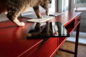 Mischievous cat walks on a work table on the edge of which a plate lies and may fall. Careless attitude to the gadget. photo