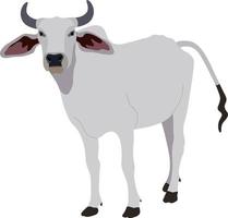 Zebu bull. Brahman cattle. Vector illustration. White male Indian cow. A symbol for Indian religious festivals