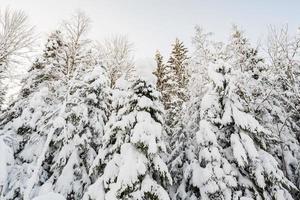 Wonderful snow-covered forest on the background of the sky on a winter day. Beautiful spruce trees in the snow. Bottom view. photo