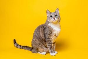 gato encantador parece interesado con la cabeza en alto. aislado, sobre un fondo amarillo. foto