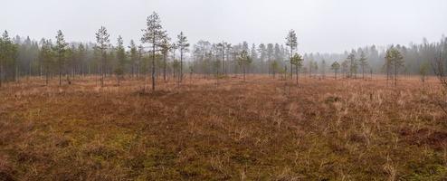 Autumn landscape. Swamp with pine trees in the fog, against the background of the forest. photo