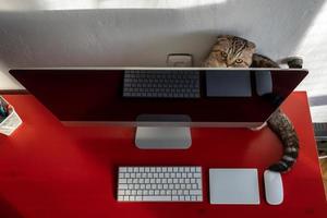 el gato encantador se escondió detrás de la computadora, en el escritorio, donde se encuentran el teclado, el panel táctil y el mouse. concepto de estilo de vida moderno. foto