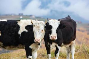 A beautiful and happy cow grazing on a plateau in the Carpathian Mountains in Romania. Cow outdoors on the plain. photo