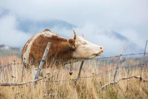 A beautiful and happy cow grazing on a plateau in the Carpathian Mountains in Romania. Cow outdoors on the plain. photo