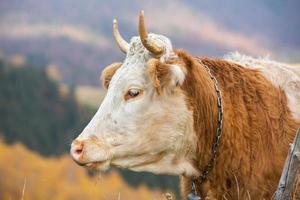 A beautiful and happy cow grazing on a plateau in the Carpathian Mountains in Romania. Cow outdoors on the plain. photo