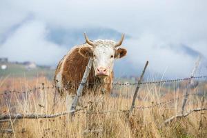 una hermosa y feliz vaca pastando en una meseta en las montañas de los cárpatos en rumania. vaca al aire libre en la llanura. foto