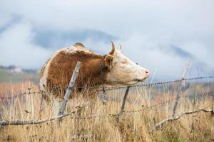 A beautiful and happy cow grazing on a plateau in the Carpathian Mountains in Romania. Cow outdoors on the plain. photo