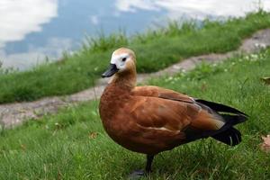 Duck standing on a green grass near lake photo