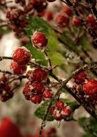 Glittered Holly Berries Holiday Decoration photo