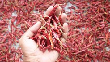 Dried chili peppers video