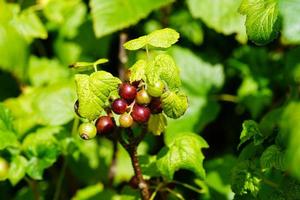 black currant Ribes nigrum leaves and berries photo