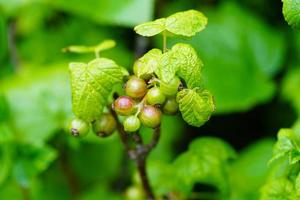 black currant Ribes nigrum leaves and berries photo