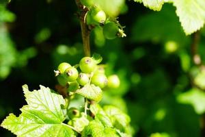black currant Ribes nigrum leaves and berries photo