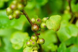 black currant Ribes nigrum leaves and berries photo