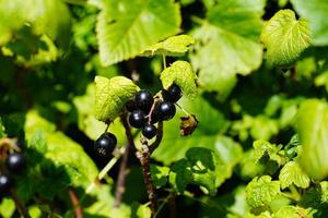 grosella negra ribes nigrum hojas y bayas foto