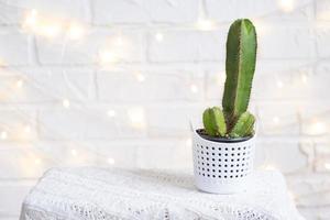 Funny cactus in shape of male penis in fairy lights, wrapped in warm, Christmas and New year decor. There will be no holiday without gifts. Intimate depilation for men. Potted house plants, home decor photo