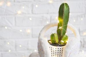 Funny cactus in shape of male penis in fairy lights, wrapped in warm, Christmas and New year decor. There will be no holiday without gifts. Intimate depilation for men. Potted house plants, home decor photo