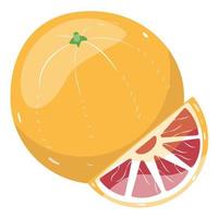 Fresh grapefruit fruit. Grapefruit's slice, vector illustration. Vector illustration for design and print.