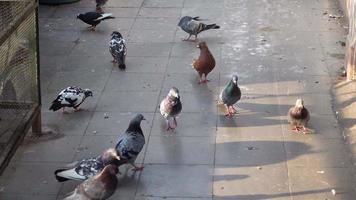 Pigeons walk and peck at sidewalk video