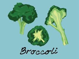 Organic broccoli green vegetables in various shape and angle set collection. Vector illustration of healthy vegan food.