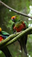 um casal de papagaios na árvore video