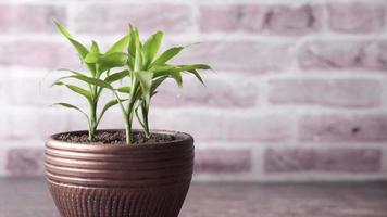 House plant inside in front of brick wall video