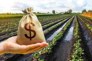Dollar money bag in a hand on freshly watered potato field. Support for farming, loans for the sowing campaign and the purchase of equipment materials. Land tax. Grants, financial support. photo