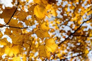 Autumn maple yellow leaves over three Background and sky.  Maple is the most widely recognized national symbol of Canada. photo