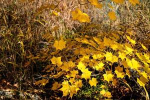 Autumn maple yellow leaves over three Background and sky.  Maple is the most widely recognized national symbol of Canada. photo