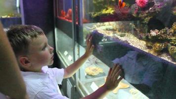 pojke utseende på akvarium video