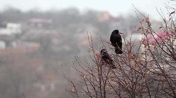 corbeaux sur arbre video