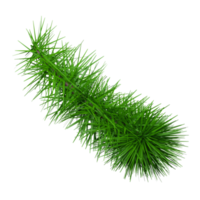 Pine branch icon png