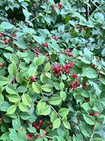 A bush of felt cherry. Red berries