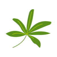 Simple leaf illustration for nature design element png