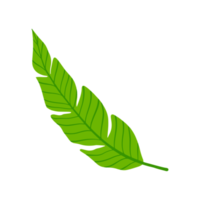 banana tropical leaf illustration for green design element