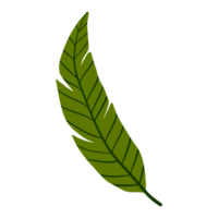 banana tropical leaf illustration for green design element