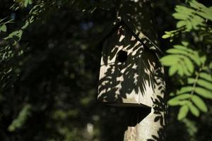 Summer forest. Details of nature. Green plants in summer season. photo