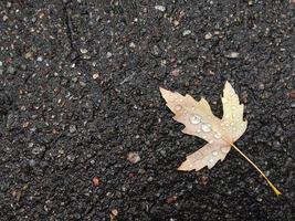 One yellow leaf of a tree lies on the asphalt in autumn photo