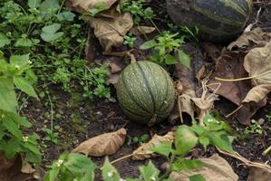 Green pumpkin found outside the Botanical Garden in Cluj Napoca , Romania photo