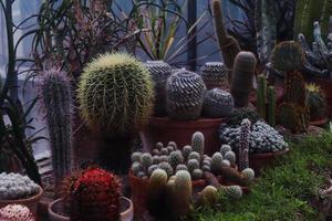 varias especies de cactus encontradas y reunidas en una sala especial en el jardín botánico de cluj napoca foto