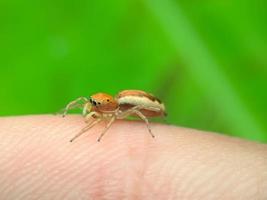 A Cosmophasis spider on a finger on a blurred background of green leaves photo